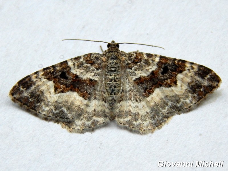 Epirrhoe rivata?